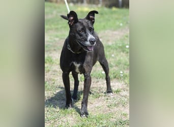 Keszi sucht ihr Glück,nachdem sie von ihrem Besitzer wieder ans  Tierheim zurückgegeben wurde !eben.