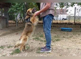 Stella bereits in Deutschland. Wunderschön, wuschelig und menschenbezogen...das ist Stella !