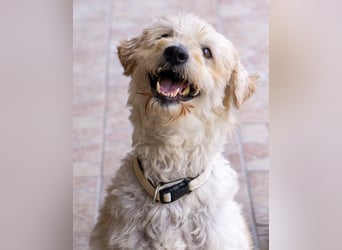 Scheue Liliom sucht nach schwerem Schicksalsschlag ein Zuhause !