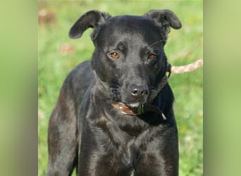 Süße freundliche Noir auf einer Pflegestelle in Herdecke !