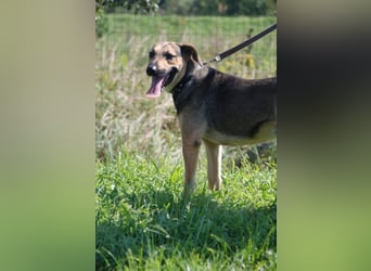 Artur 2, noch in Ungarn, möchte sein Leben als Streuner hinter sich lassen