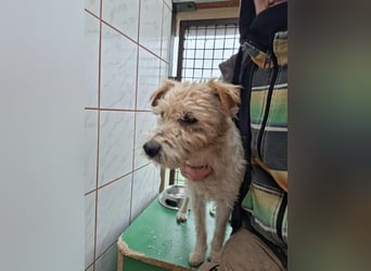 Niedlicher Picur im besten Alter..ein Typischer Terrier !