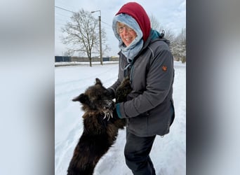 Freundliche und menschenbezogene  Wendy sucht liebevolle Familie !