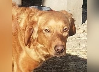 Suzy, eine wunderschöne Hündin, reist am 28.6. auf eine Pflegestelle nach Deutschland