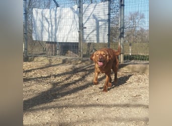 Suzy, eine wunderschöne Hündin, reist am 28.6. auf eine Pflegestelle nach Deutschland