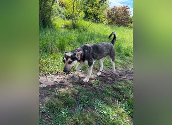 Sajo wurde ausgesetzt und angebunden auf einem Friedhof aufgefunden