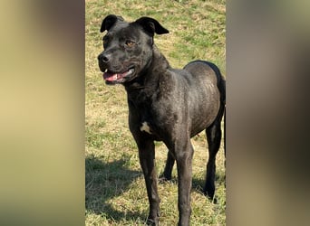 Füli möchte gerne Einzelprinzessin bei ihren Menschen sein !