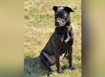 Füli möchte gerne Einzelprinzessin bei ihren Menschen sein !