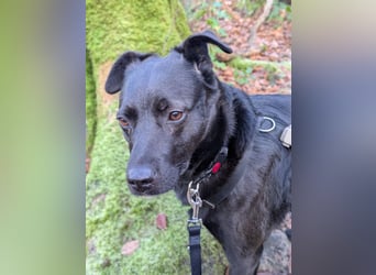 Süße freundliche Noir auf einer Pflegestelle in Herdecke !