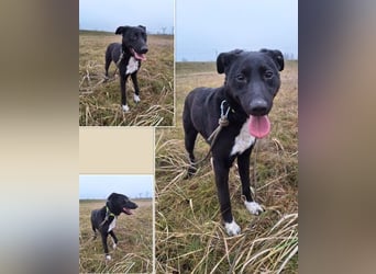 Heni ist eine muntere süße Junghündin, die das Hunde-ABC noch lernen muss !