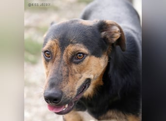 Gino, seit dem Welpenalter im Tierheim, ist verschmust und freundlich !