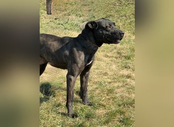 Füli möchte gerne Einzelprinzessin bei ihren Menschen sein !