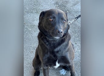 Süße freundliche Noir auf einer Pflegestelle in Herdecke !