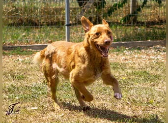 Mirtill, ein bezaubernde aktive Hündin sucht ihr "Für-immer-Zuhause "!