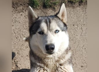 Lilit, wunderschöne Husky-Mix Hündin, ein Rohdiamant !