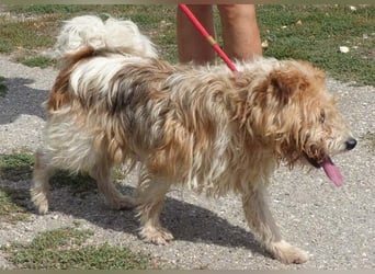 Niedlicher Picur im besten Alter..ein Typischer Terrier !