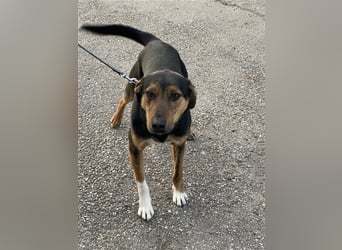 Gino, seit dem Welpenalter im Tierheim, ist verschmust und freundlich !