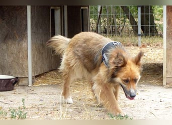 Stella bereits in Deutschland. Wunderschön, wuschelig und menschenbezogen...das ist Stella !