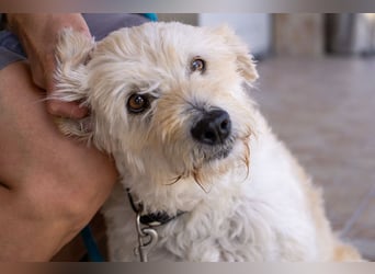 Scheue Liliom sucht nach schwerem Schicksalsschlag ein Zuhause !