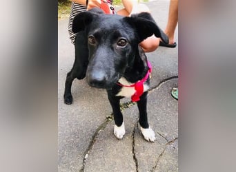 Heni ist eine muntere süße Junghündin, die das Hunde-ABC noch lernen muss !
