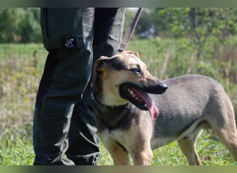 Artur 2, noch in Ungarn, möchte sein Leben als Streuner hinter sich lassen