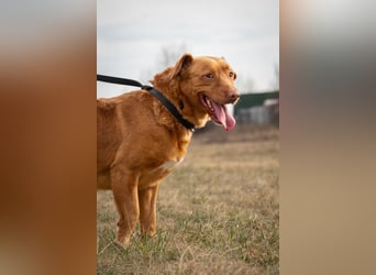 Mirtill, ein bezaubernde aktive Hündin sucht ihr "Für-immer-Zuhause "!