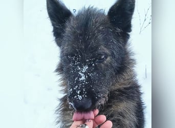 Freundliche und menschenbezogene  Wendy sucht liebevolle Familie !