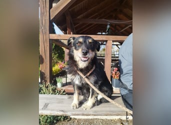 Mókus,  eine junge freundliche Hundemutter, sucht ihr Glück !