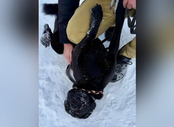 Quirlige Boszi möchte ein vollwertiges Familienmitglied werden !