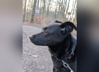 Süße freundliche Noir auf einer Pflegestelle in Herdecke !