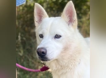 Freundliche Alba wurde aus schlechter Haltung befreit !