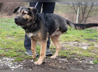 Harcos, der Kämpfer, Lebenslust auf 3 Beinen !