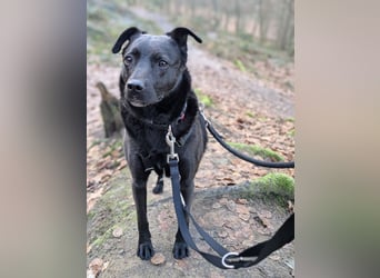 Süße freundliche Noir auf einer Pflegestelle in Herdecke !