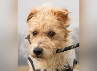 Niedlicher Picur im besten Alter..ein Typischer Terrier !
