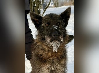 Freundliche und menschenbezogene  Wendy sucht liebevolle Familie !