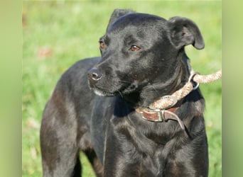 Süße freundliche Noir auf einer Pflegestelle in Herdecke !