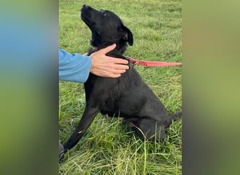 Süße freundliche Noir auf einer Pflegestelle in Herdecke !