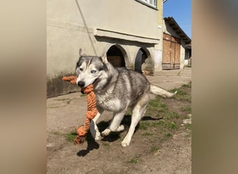 Lilit, wunderschöne Husky-Mix Hündin, ein Rohdiamant !