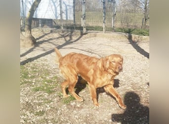 Suzy, eine wunderschöne Hündin, reist am 28.6. auf eine Pflegestelle nach Deutschland