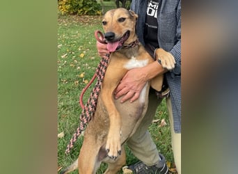Sos für Liza ...sie verliert ihr Zuhause ! Es wird dringend ein Platz gesucht .