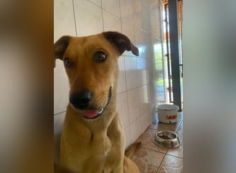 Junger Bogyo, noch neu im Tierheim und sehr schüchtern !