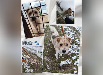 Niedlicher Picur im besten Alter..ein Typischer Terrier !