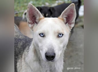 Barka Mama , ein bezaubernde hübsche Hundemama sucht Ihr Glück !