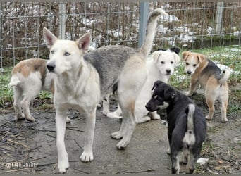 Barka Mama , ein bezaubernde hübsche Hundemama sucht Ihr Glück !