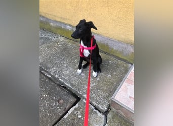 Heni ist eine muntere süße Junghündin, die das Hunde-ABC noch lernen muss !