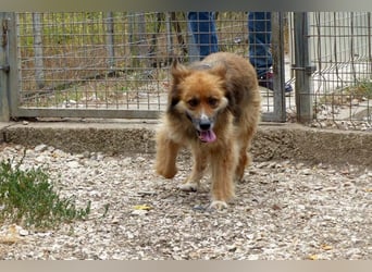Stella bereits in Deutschland. Wunderschön, wuschelig und menschenbezogen...das ist Stella !
