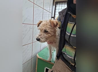 Niedlicher Picur im besten Alter..ein Typischer Terrier !