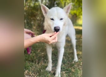 Freundliche Alba wurde aus schlechter Haltung befreit !
