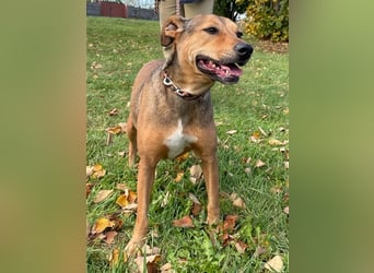Sos für Liza ...sie verliert ihr Zuhause ! Es wird dringend ein Platz gesucht .
