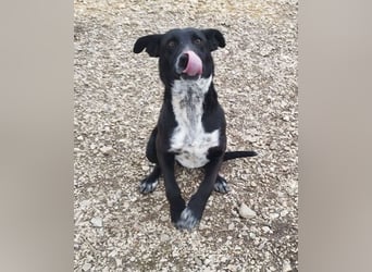 Kleiner pfiffiger Fifi sucht die Gesellschaft von Menschen !